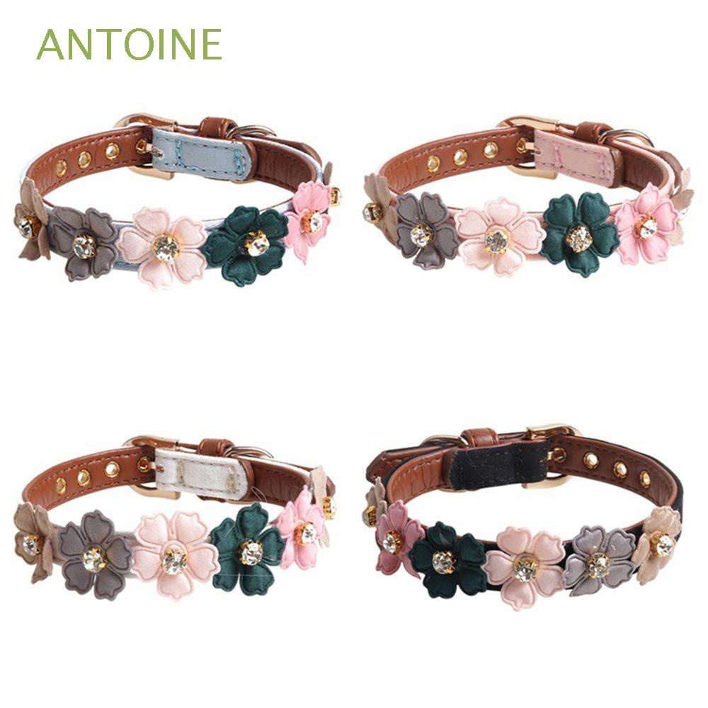 Can Cats Wear Small Dog Collars