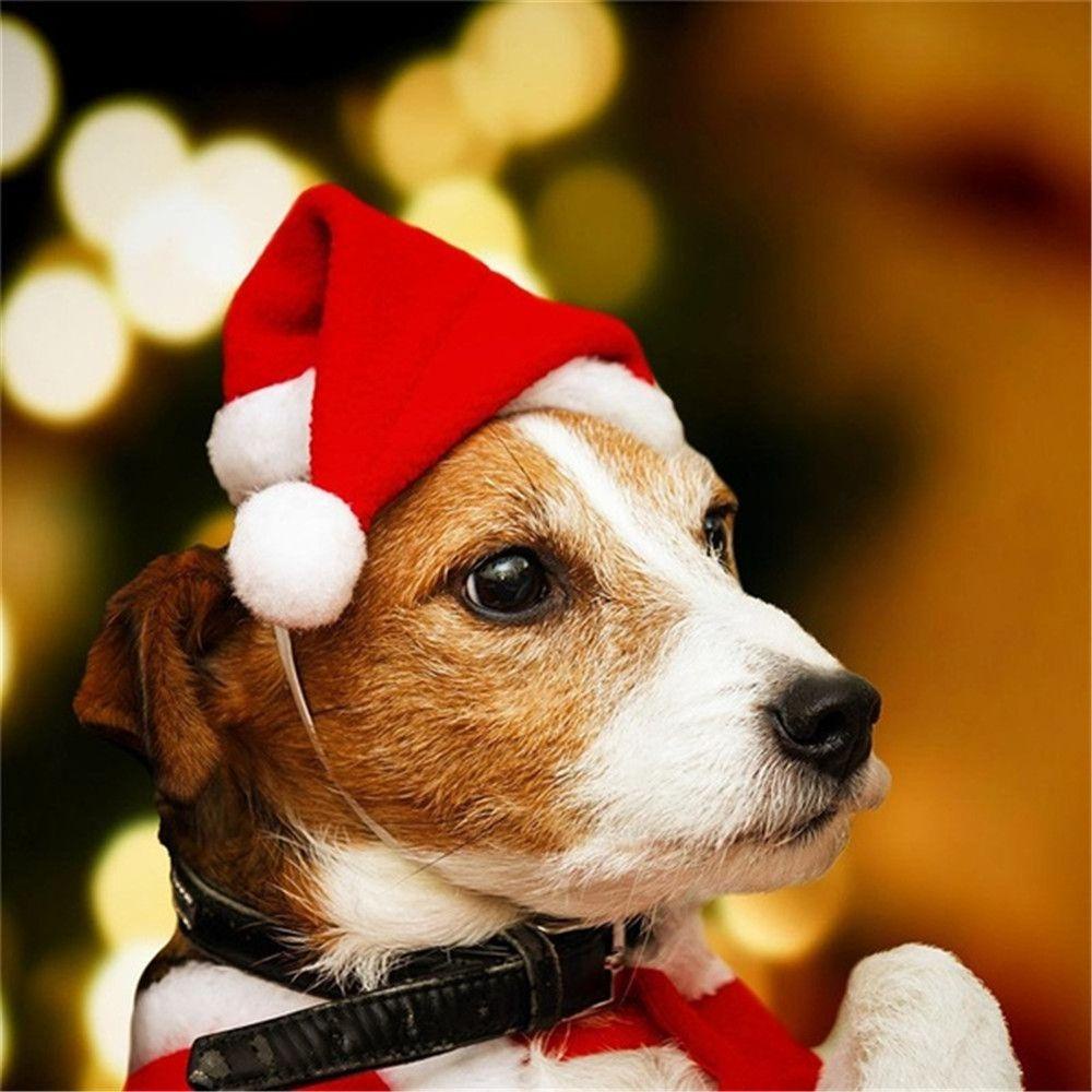 Image of SUCHENMY-Gorro De Navidad Para Mascotas , Accesorio Para La Cabeza , Papá Noel Ajustable #3