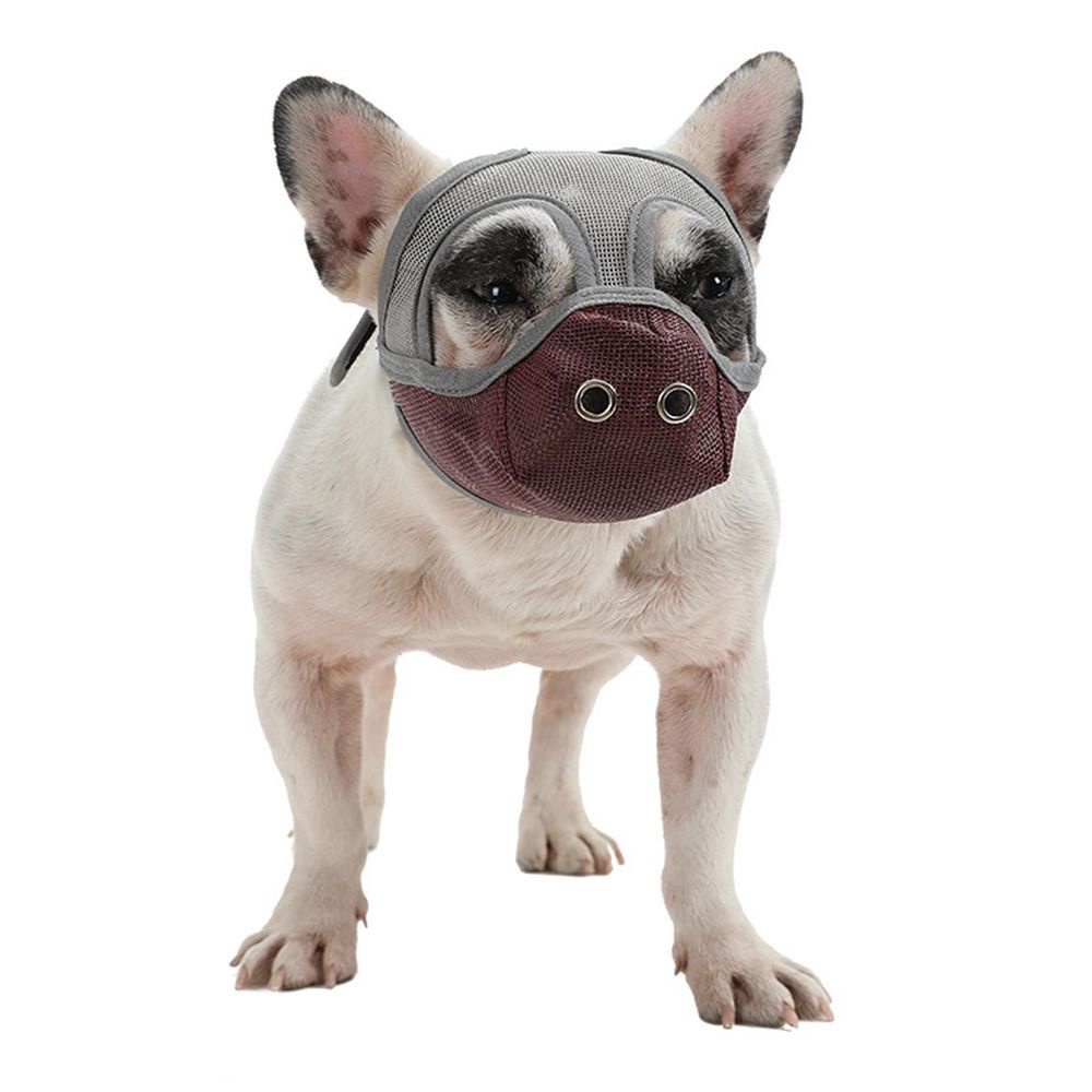 do dogs have to wear muzzles in france