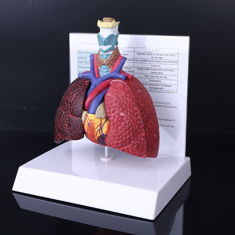 Doublebuy tamaño de vida modelo de pulmón humano anatómico sistema  respiratorio anatomía para la ciencia recursos estudio exhibición enseñanza  | Shopee Colombia