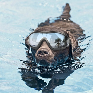 Image of thu nhỏ gafas para perros mascotas para perros grandes a prueba de viento protección contra el polvo gafas de sol desgaste de ojos #6