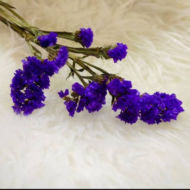 Statice flor seca/flores secas | Shopee Colombia
