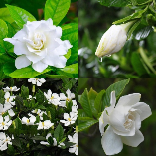 50 Pzs Semillas De Flores Con Fragancia Aromática Blanca De Jazmín Para El  Cabo Gardenia Plantas En Maceta Hogar | Shopee Colombia